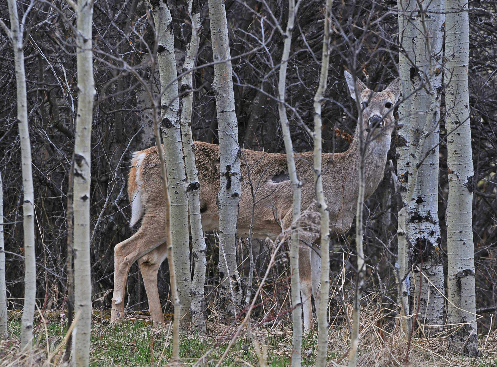 Whitetail deer